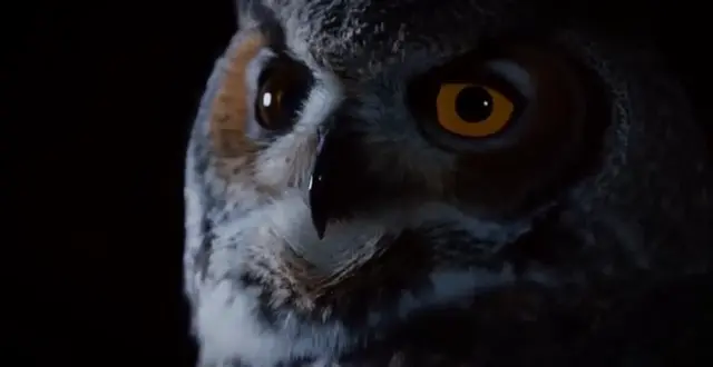 Why Apex Predators Are Still Afraid of Crows