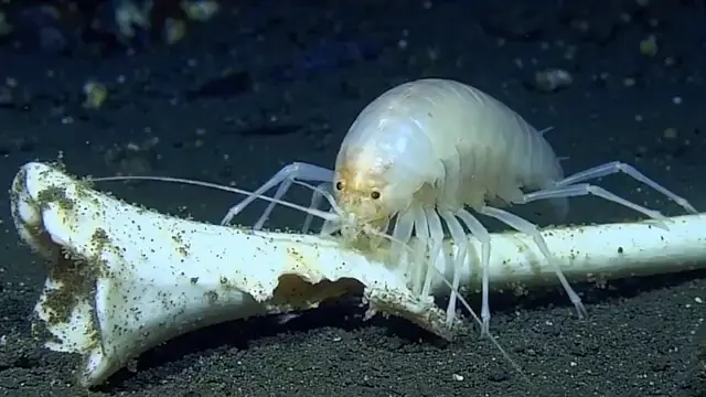 Mariana Trench: What Lives in the Deepest Place on Earth ?