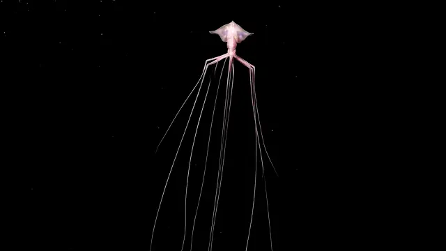 OCEAN GIANTS | The Hidden Giants of the Pacific Depths