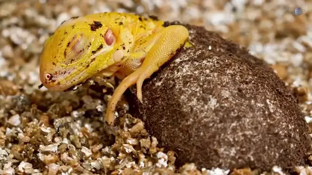 300 Million Years Ago: When INSECTS Were Bigger Than Us