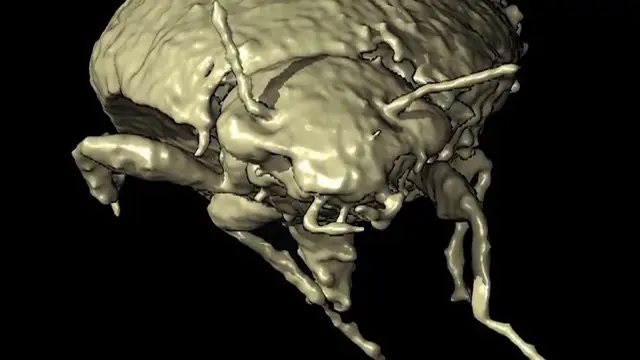 The Deeper You Look Into Fossils, The Scarier It Gets - The Movie