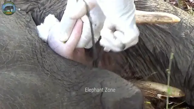 A Mysterious Lump Made It Hard for This Elephant to Eat — What Rescuers Found Inside Shocked Them