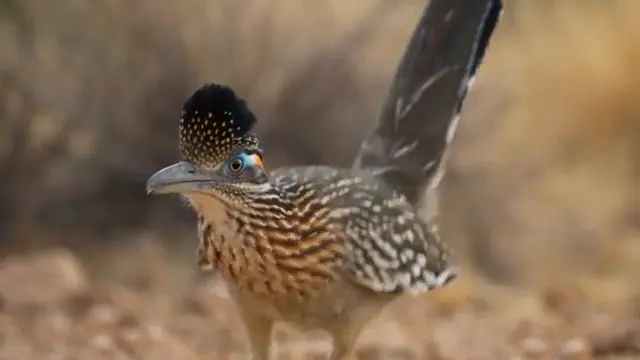 No Snake Alive Can Reach This Roadrunner
