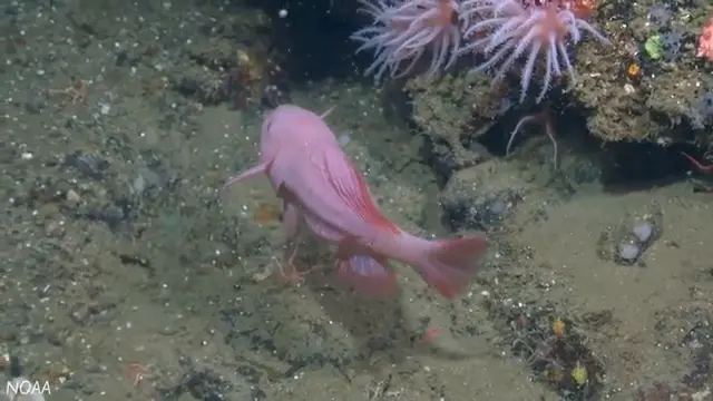 The Deep Ocean: Journey Into the Last Hidden World
