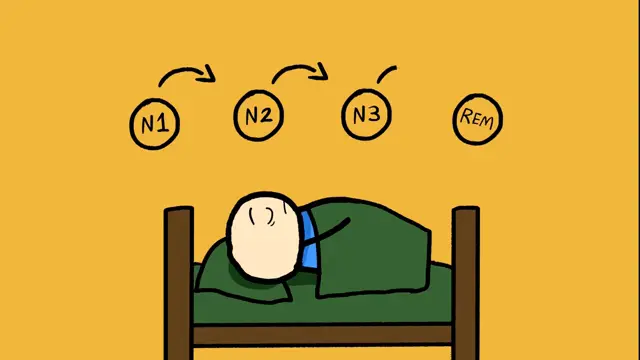 Every Type of Sleep & Their Purpose Explained