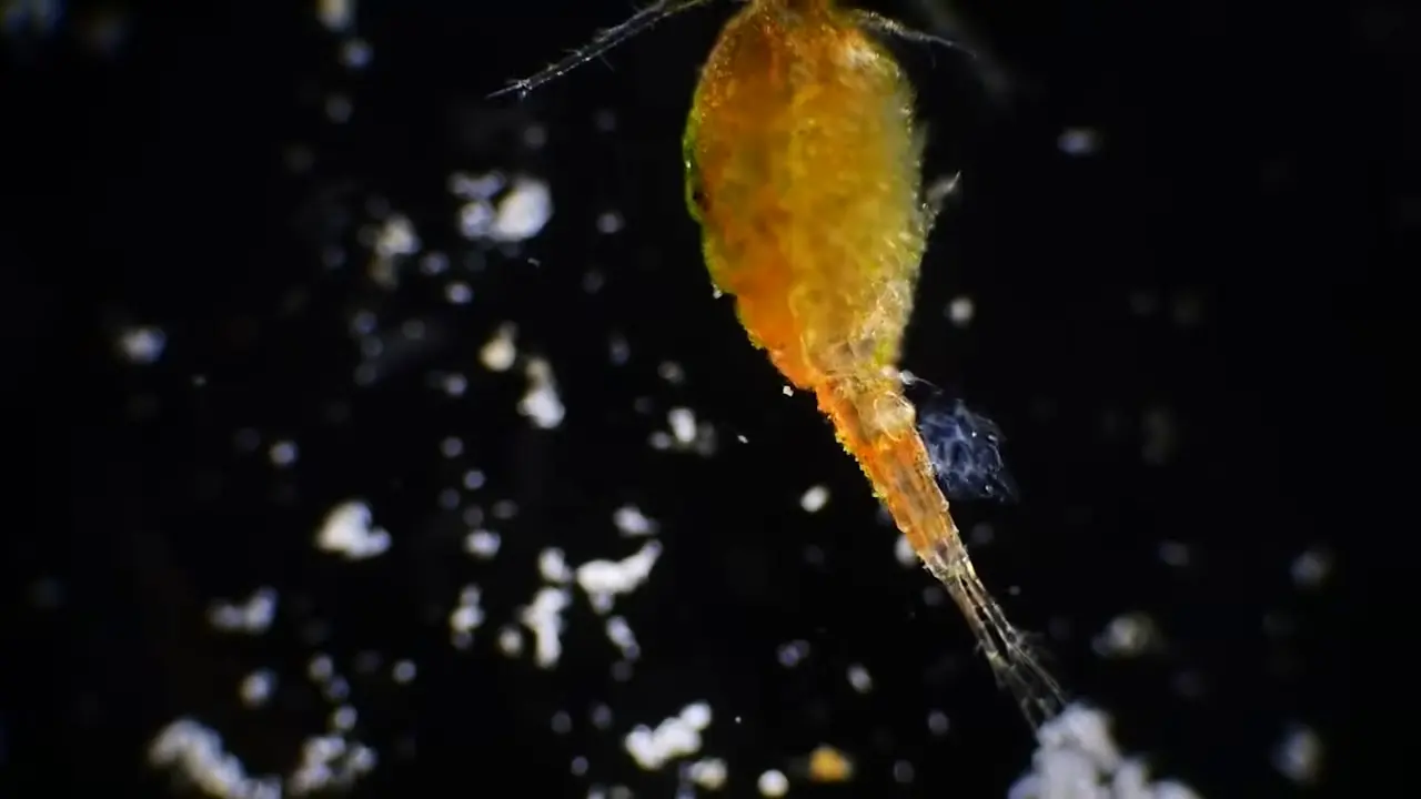 Why Deep Sea Migration Gets Weirder the Closer You Look | For Sleep