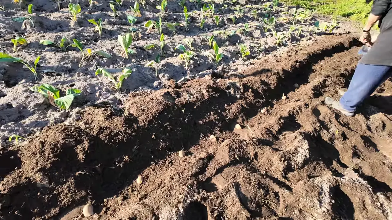 ONE YEAR | We Transformed Our Homestead in Portugal
