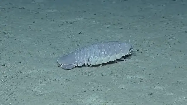 Deep Sea Creatures: The Strange Life Forms Hiding Beneath the Ocean
