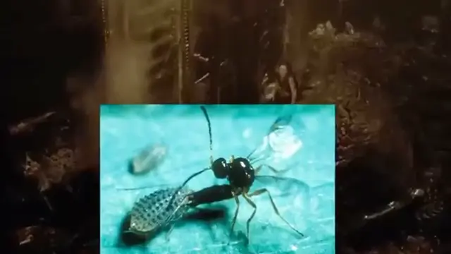 ALIEN (1979): The Deleted Scene That Revealed What the Xenomorph Was Really Doing