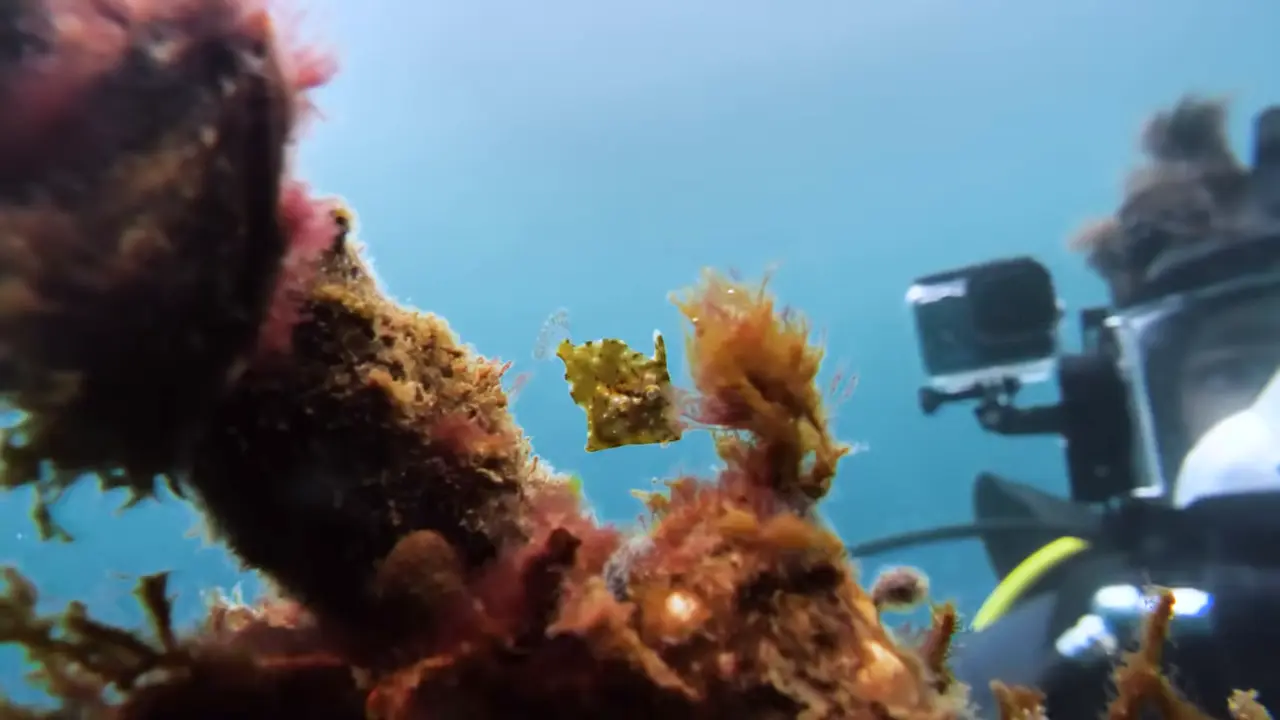 Testing My Thalassophobia Diving in the Open Ocean (at Night)