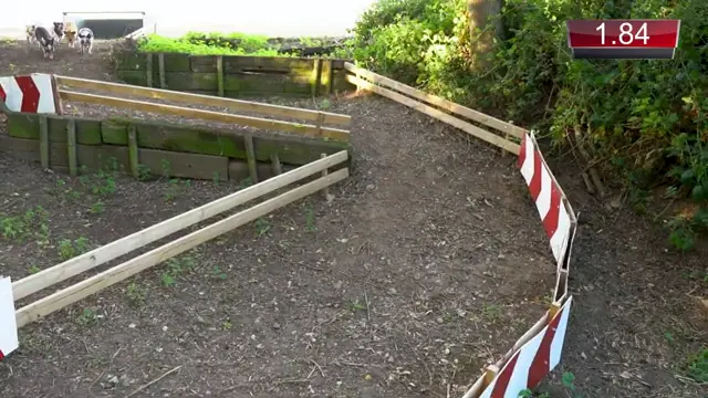 Let's Race Pigs Up this Cliff