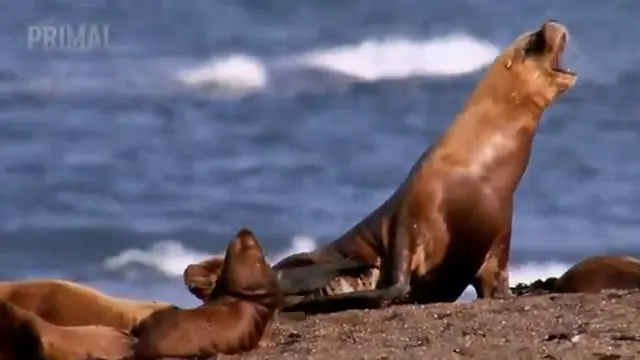 Orca vs Polar Bear: Two Apex Predators Collide | Ocean's Deadliest Predator | Wildlife Documentary