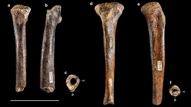 We Just Discovered Enormous Human Bones