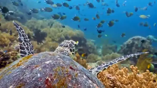 COASTAL SEAS | Life, Waves and Secrets Along the World’s Shores | FULL DOCUMENTARY