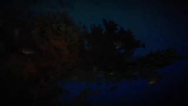Fall Asleep To Science | 4 Hours of Facts About Ocean Life