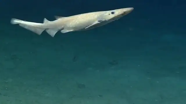 The Deep Ocean: How Life Thrives Where Nothing Should Survive