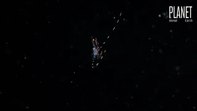 DEEP OCEAN LIFE | The Strange World Science Barely Understands
